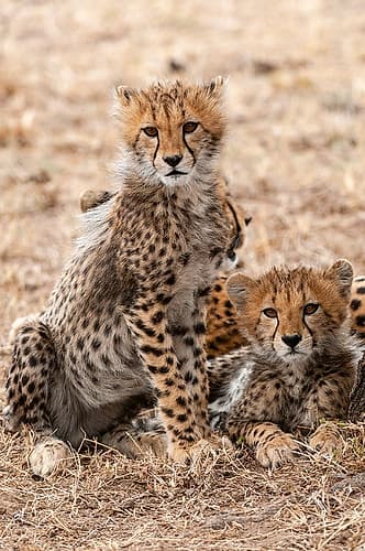 A portrait of two cheetah cubs resting behind their mother Masai Mara National Reserve-Kenya Nature Print